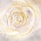 Watercolor Rose Closeup I Poster Print by Cynthia Coulter - Item # VARPDXRB11786CC